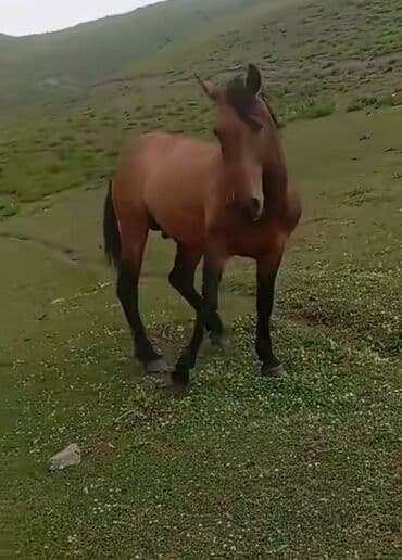 продаю охотничий собаку дратхар: Продаю | Конь (самец) | Конный спорт — 1