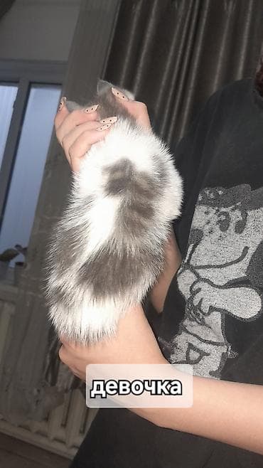 отдам хорошие руки котят: Отдадим котят в добрые руки, людям которые действительно любят — 5