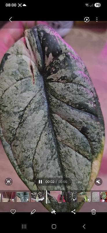 ди 2: Алоказии — коллекционные комнатные растения Предлагаются алоказии с — 10