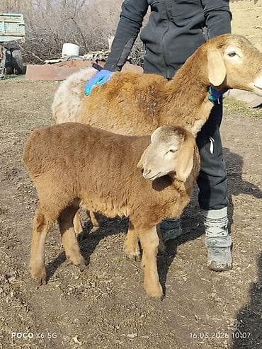 жаны асый: Сатам | Ургаачы кой (ургаачы), Козу | Арашан | Көбөйтүү үчүн | Козулаган, Ургаачы — 3