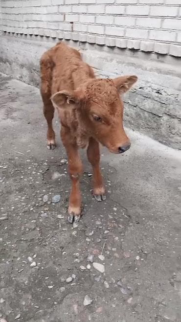 курица продаю: Продаю | Бык (самец) | На откорм | Искусственник — 2