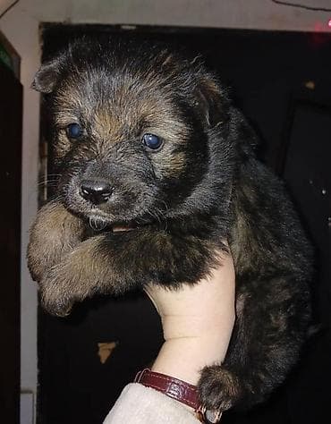 щенки собак: Щенки метисы, короткошерстные, компактные. Малыши темно-окрасочные — 3