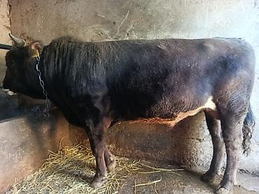 Продаю | Бык (самец) | На откорм | Привязанные at lalafo.kg Продаю | Бык (самец) | На откорм | Привязанные