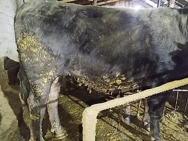 трава для животных: Продаю | Бык (самец) | На забой — 10