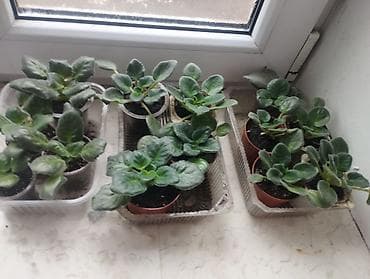 Фиалки и глоксинии: Продаю фиалки есть детки — 6