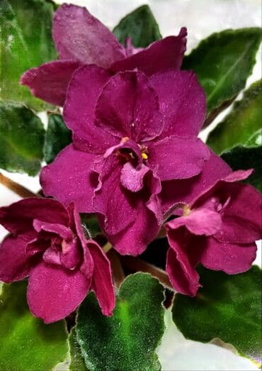 детки: 🌱🌺🌱 Продаю сортовые ДЕТКИ стандартных, трейлерныхмини и полумини — 9