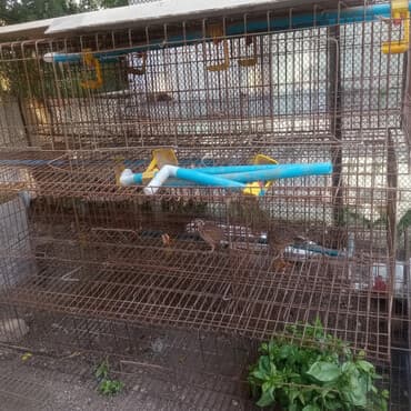 купить курей несушек: Продаю клетки для курей несушек
цена договорная,уступим — 1