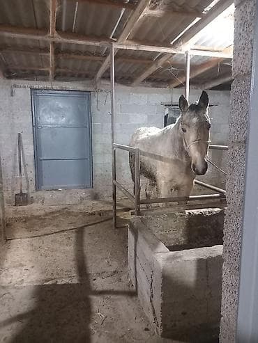 Другие животные: Продаю | Конь (самец) | Полукровка | Рабочий — 2