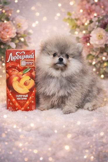 карлик: Щенки померанского шпица (тип мишка),с родословной карликовый формат — 1