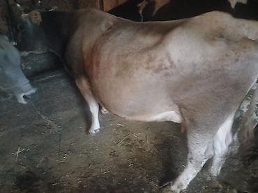 сухое молоко для животных: Продаю | Корова (самка) | Алатауская | Для разведения, Для молока | Стельные — 5