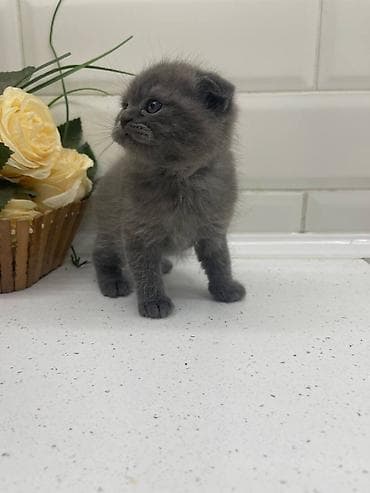Продажа кошек: Шотландские вислоухие котята (Scottish Fold) . Два мальчика и одна — 1