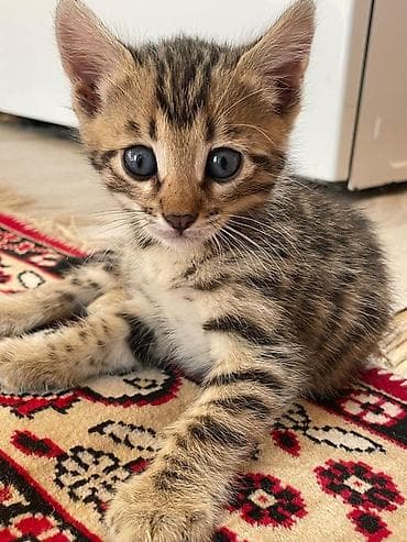 Котята помесь бенгала с домашним котом . Ярким леопардовым — 3