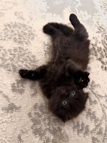 цена шотландской вислоухой кошки: Скотиш Фолд (Шотландская вислоухая), 2 месяца, Мальчик, Черный, Метис, Приучена к лотку, Проглистована — 6