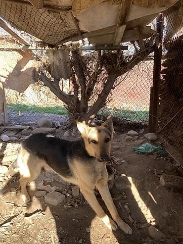 акита ину собака: Немецкая овчарка (окрас чепрачный/черно-рыжий) — 2