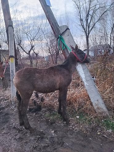 Услуги ветеринара: Эркек тай сатылат 6 айлык чүйский — 5