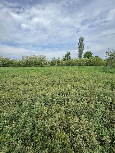 аделя парк: 4 соток — 2