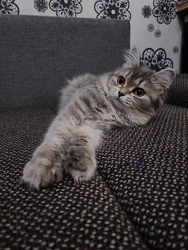 египетский кошка: Кошка даром: Беспородная, 6 месяцев, Девочка, Приучена к лотку — 2