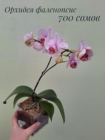 забыл: • Комнатные растения (укоренённые черенки/детки/молодые — 2