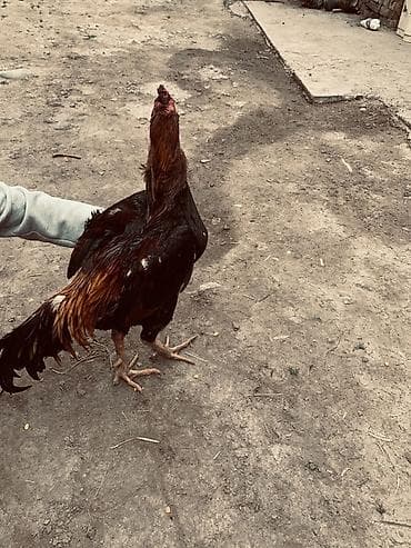 Продам с/х животных: Продаю | Петух | Бойцовая | Для разведения — 5