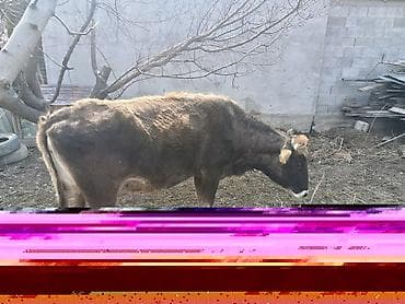 продажа жеребцов: Продаю | Корова (самка) | Для молока — 6