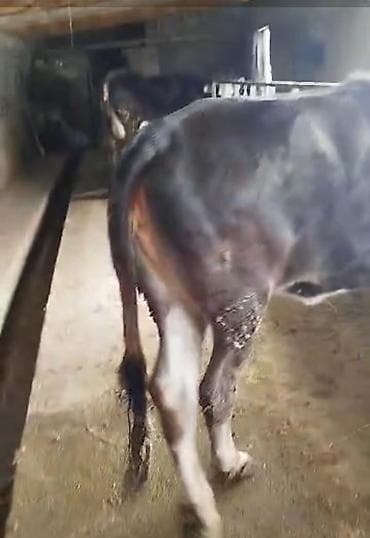 продаю дойную корову: Продаю | Тёлка | Для молока | Привязанные — 4