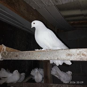 Продаю Голубь 500сом