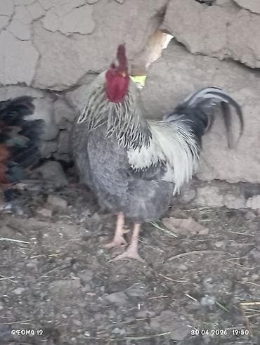зоомагазин бишкек с животными: Продаю | Петух | Домашняя | Для разведения — 7