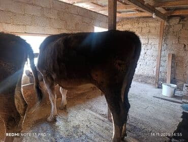 дойка коров аппаратом цена: Продаю | Тёлка | Для молока — 2