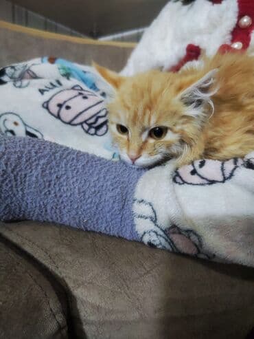 продам домик для кошки: Город Каракол Пушистый рыжий котёнок с длинной шерстью и — 4