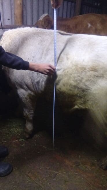 корма для сх животных: Продаю | Бык (самец) — 4