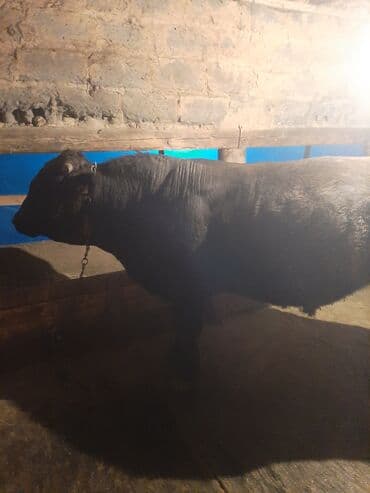 Собаки: Продаю | Бык (самец) | Для разведения | Привязанные — 2