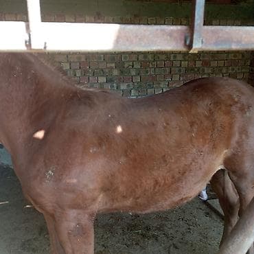 матки пчел: Продаю | Жеребенок | На забой — 3