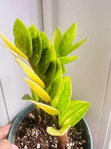Замиокулькас вариегатный (Zamioculcas zamiifolia, форма с пёстрыми и — 1