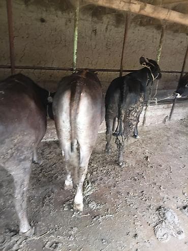 голштин коровы: Продаю | Тёлка | На откорм | Привязанные — 6