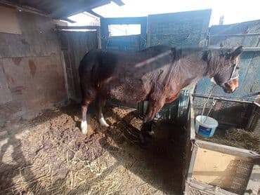 купить французского бульдога: Продаю | Кобыла (самка) | Рабочий — 8