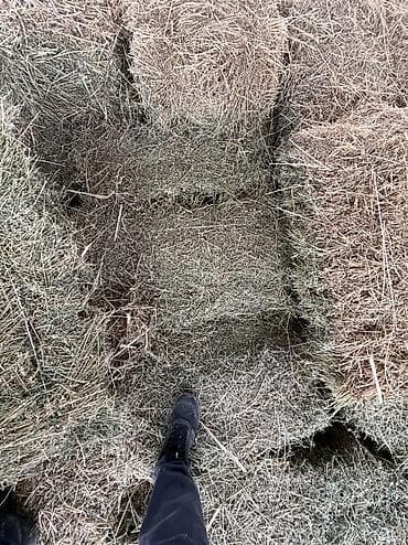 кыргыз тайган ит: Продаю чистый зеленый клевер второй укос ЧАЙ, плотный Кыргызстан — 9