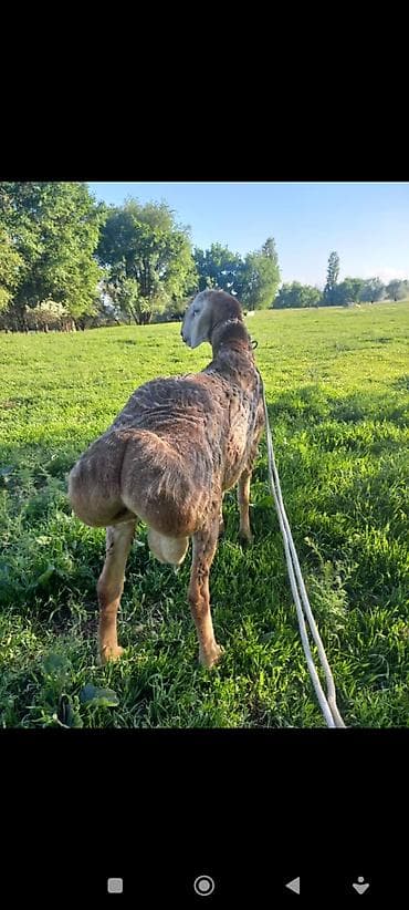 продаю крысу: Продаю | Баран (самец) | Для разведения — 5