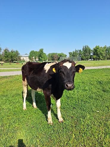 осеменение коров: Продаю | Корова (самка) | Для разведения | Стельные — 1