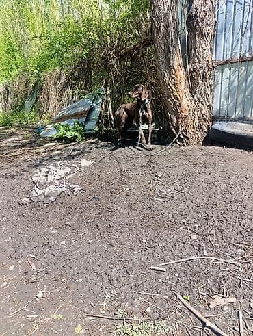 азият ит: Курцхаар, 6 месяцев, Самка — 1