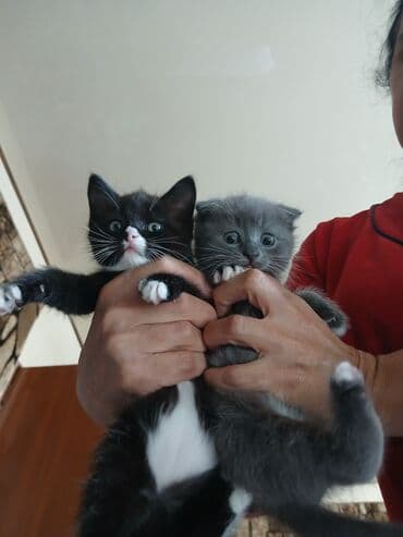 продать кошку: Кошка даром: Скотиш Фолд (Шотландская вислоухая), Девочка, Приучена к лотку — 4