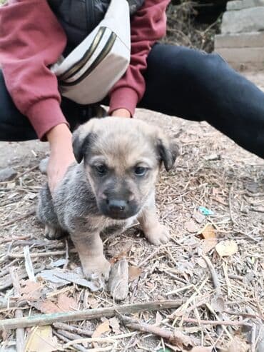 щенок французский бульдог: Щенок метис, короткошёрстный, окраса серо-бежевый с более тёмной — 1