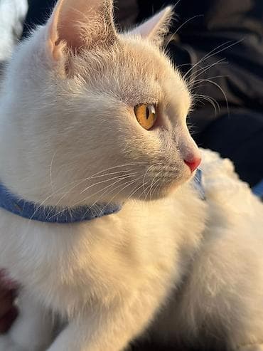 Зоотовары: Кошка даром: Беспородная, 5 месяцев, Девочка, Приучена к лотку, Проглистована — 3