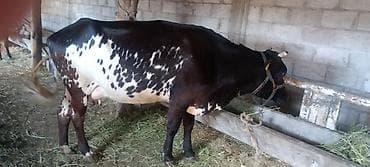 силос жалал абад: Продаю | Корова (самка) | Полукровка | Стельные — 5