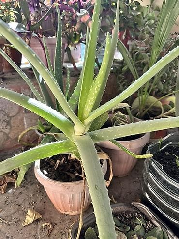 Алоэ сатылат. 500 сом