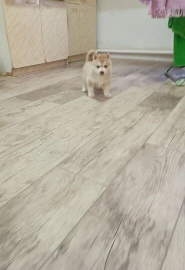 немецкий овчарки щенки: Хаски, 1 месяц, Самец, С родословной — 3