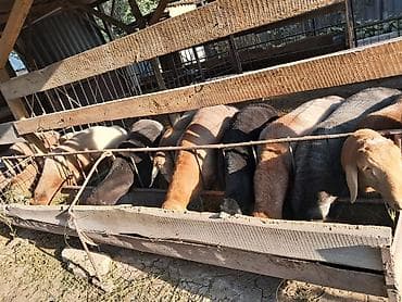 лысые котята: Продаю | Баран (самец) | На забой — 4