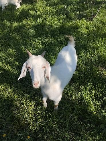 жаны асый: Сатам | Эчки (ургаачы) | Нубий | Көбөйтүү үчүн | Бооз — 3