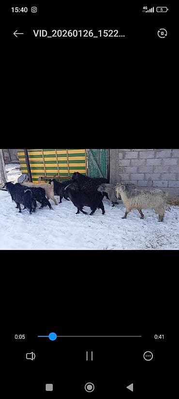 Башка жаныбарлар: Сатам | Теке (эркек) | Көбөйтүү үчүн | Асыл тукумдуу — 3