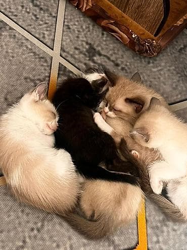 кошка сфинкс с шерстью: Кошка даром: Сибирская, Девочка — 1