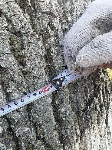 раковина с тумбой и зеркалом в ванную бишкек: Дерево для заготовки древесины (на участке)
ореховое дерево — 2